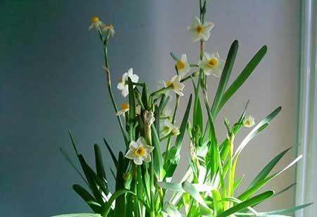 适合孕妇养的花