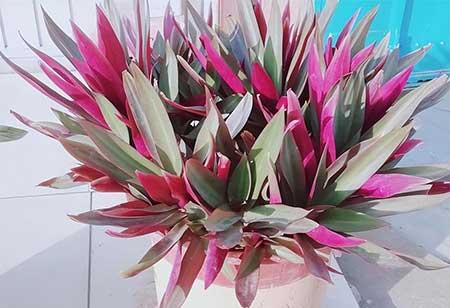 适合孕妇养的花