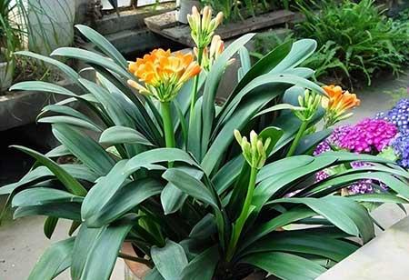 适合孕妇养的花