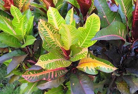 适合孕妇养的花