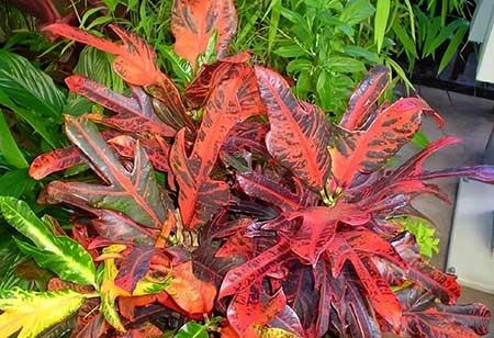 适合孕妇养的花