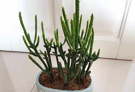 适合孕妇养的花