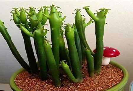 适合孕妇养的花