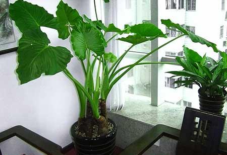 适合孕妇养的花