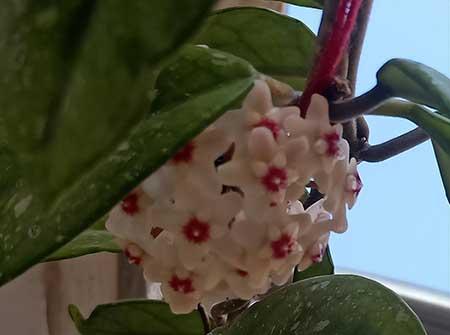 花卉球兰的养殖方法