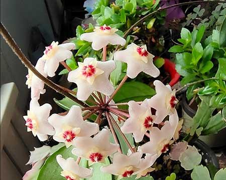 花卉球兰的养殖方法