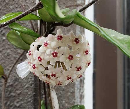 花卉球兰的养殖方法
