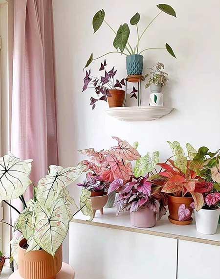 耐阴好养的花卉有哪些