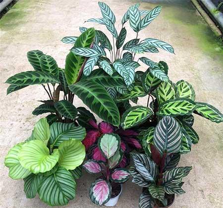 耐阴好养的花卉有哪些