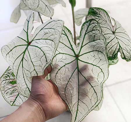 耐阴好养的花卉有哪些