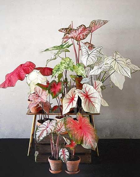 耐阴好养的花卉有哪些