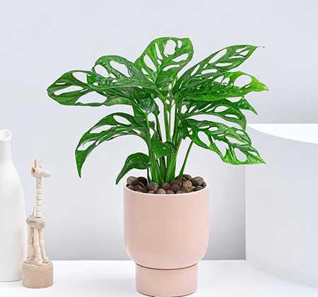 耐阴好养的花卉有哪些