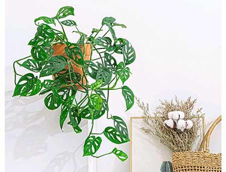 耐阴好养的花卉有哪些