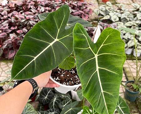 耐阴好养的花卉有哪些