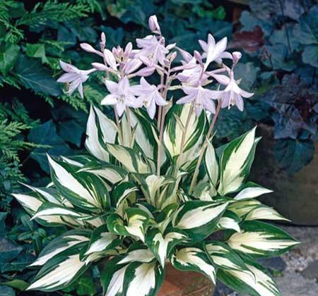 耐阴好养的花卉有哪些