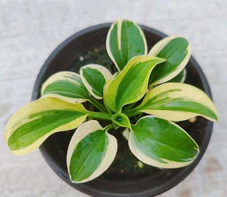 耐阴好养的花卉有哪些