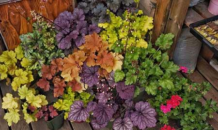 耐阴好养的花卉有哪些