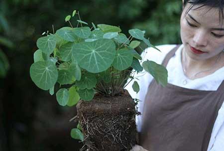 耐阴好养的花卉有哪些