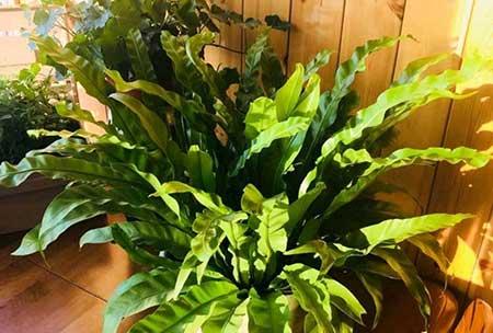 耐阴好养的花卉有哪些