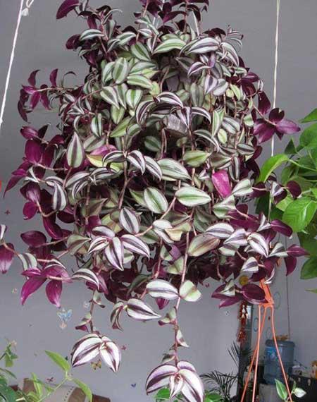 耐阴好养的花卉有哪些