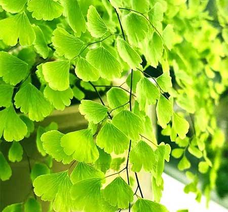 耐阴好养的花卉有哪些