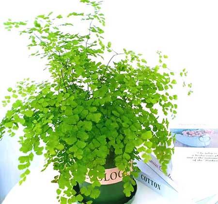 耐阴好养的花卉有哪些