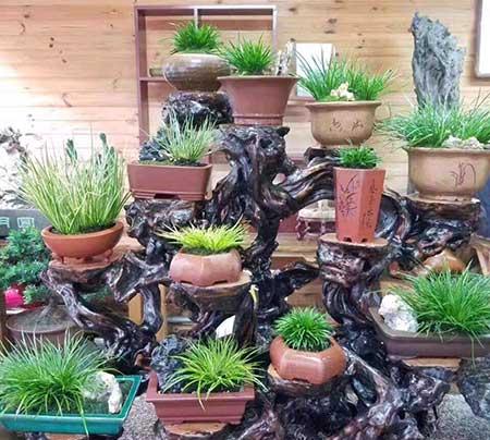 耐阴好养的花卉有哪些