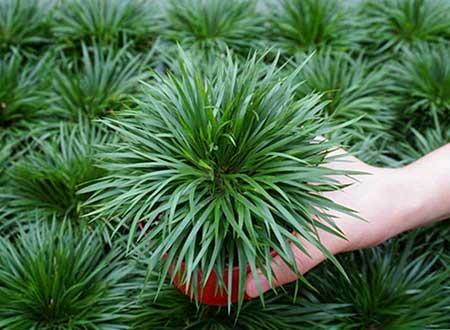 耐阴好养的花卉有哪些