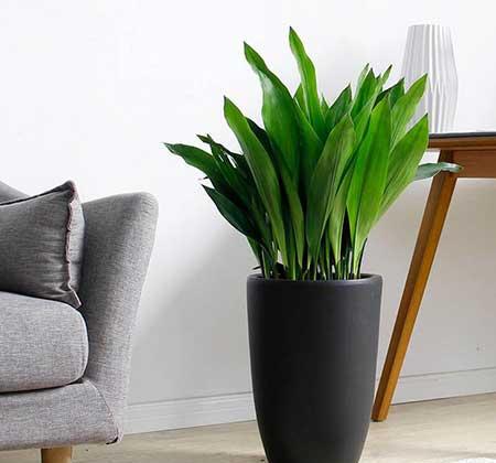 耐阴好养的花卉有哪些