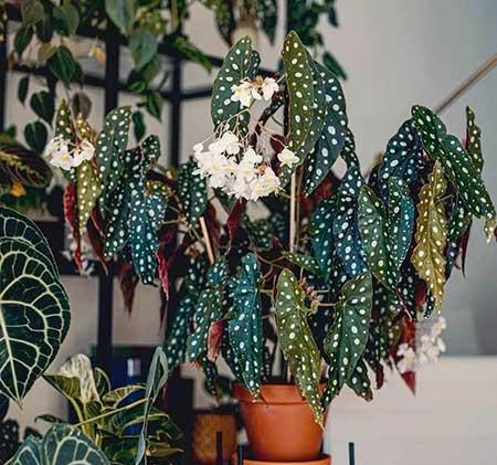 耐阴好养的花卉有哪些