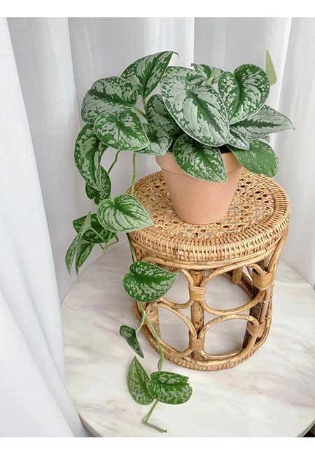 耐阴好养的花卉有哪些