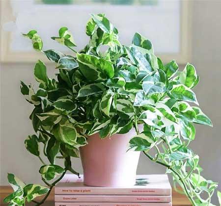 耐阴好养的花卉有哪些