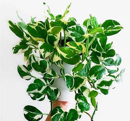 耐阴好养的花卉有哪些