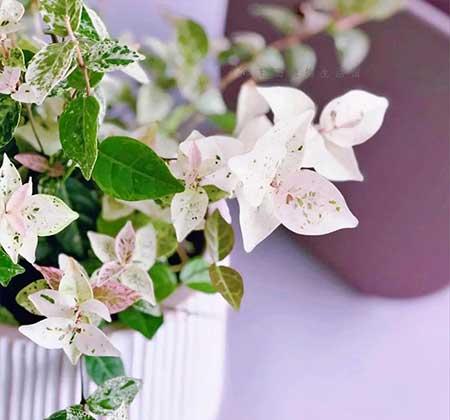 耐阴好养的花卉有哪些