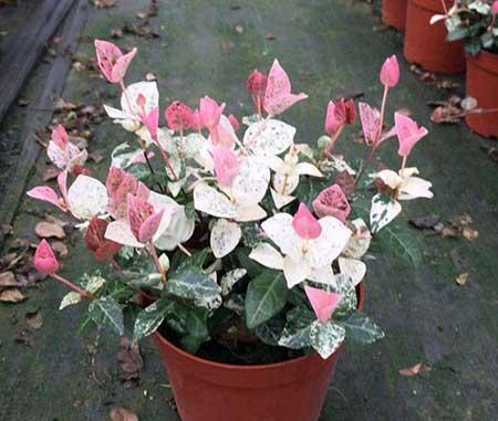 耐阴好养的花卉有哪些