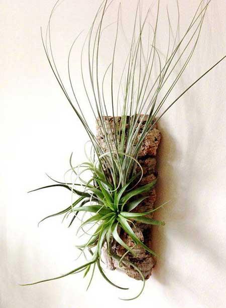 耐阴好养的花卉有哪些