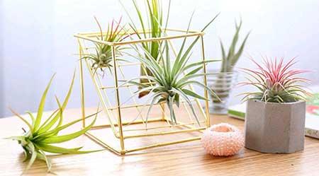 耐阴好养的花卉有哪些