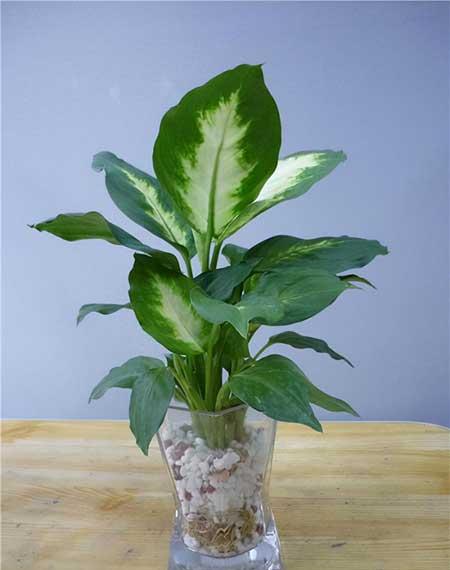 耐阴好养的花卉有哪些