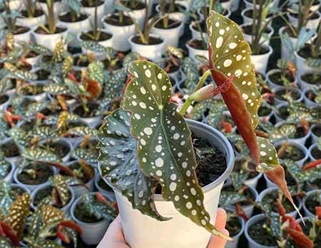 耐阴好养的花卉有哪些