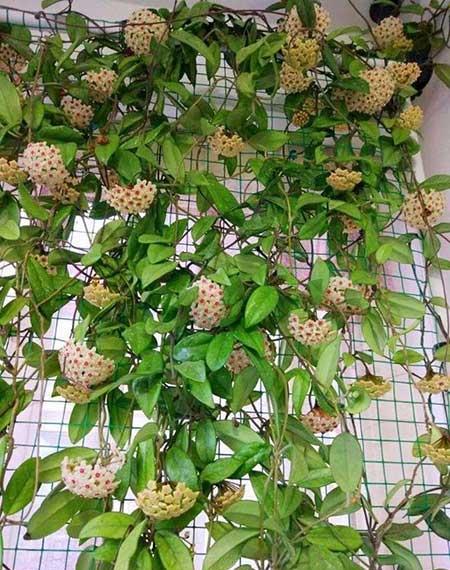 耐阴好养的花卉有哪些