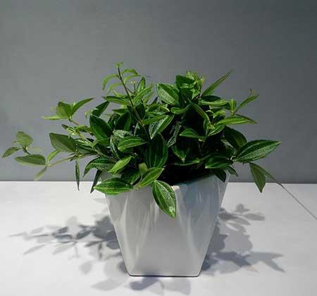 耐阴好养的花卉有哪些