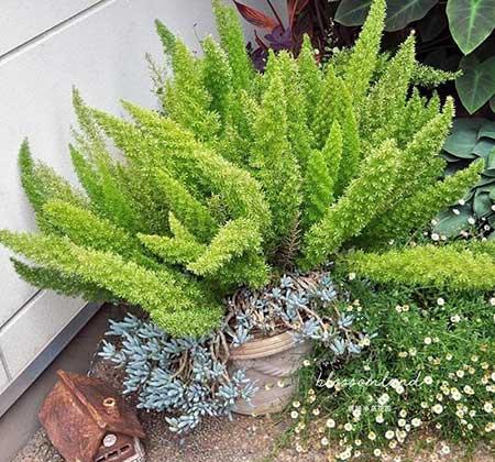 耐阴好养的花卉有哪些