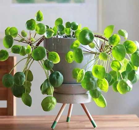 耐阴好养的花卉有哪些