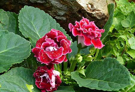 耐阴好养的花卉有哪些