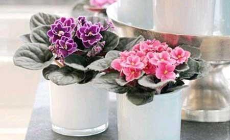 耐阴好养的花卉有哪些