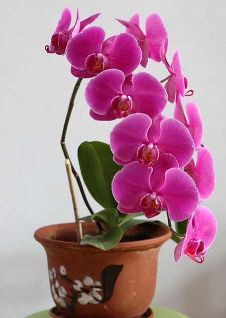 耐阴好养的花卉有哪些