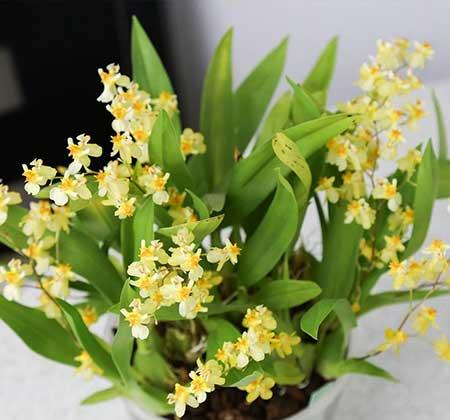 耐阴好养的花卉有哪些