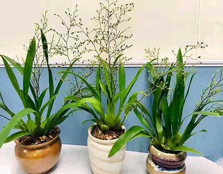 耐阴好养的花卉有哪些