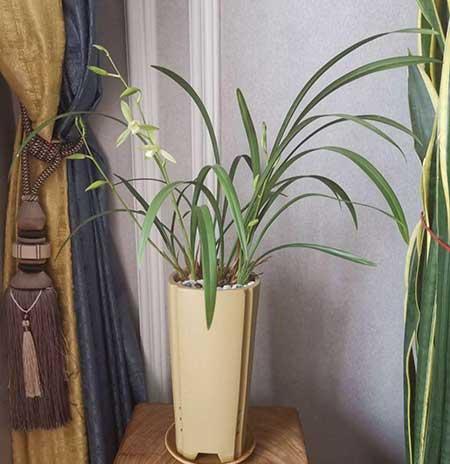 耐阴好养的花卉有哪些