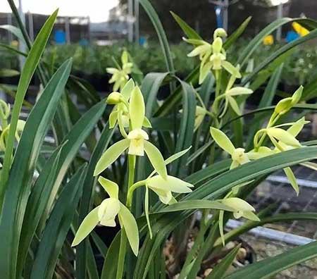 耐阴好养的花卉有哪些